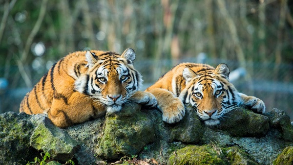 International tiger day (symbolic picture)