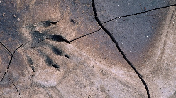 unknown animal footprints (symbolic picture)