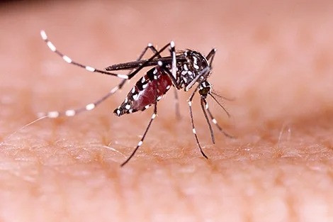 Center warns states about Zika virus