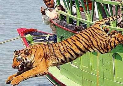 Tiger attack fisherman in kultuli