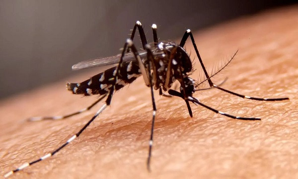 Dengue outbreak is increasing across South Dinajpur