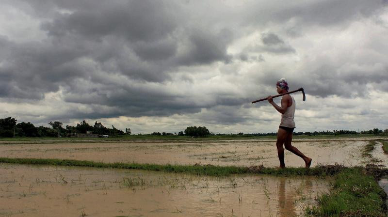 There is not enough rain in Bankura, farmers are hopeful that DVC will release water