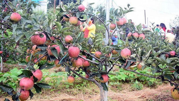 vagaries of weather; Apple cultivation is dying in Himachal, the damage is huge