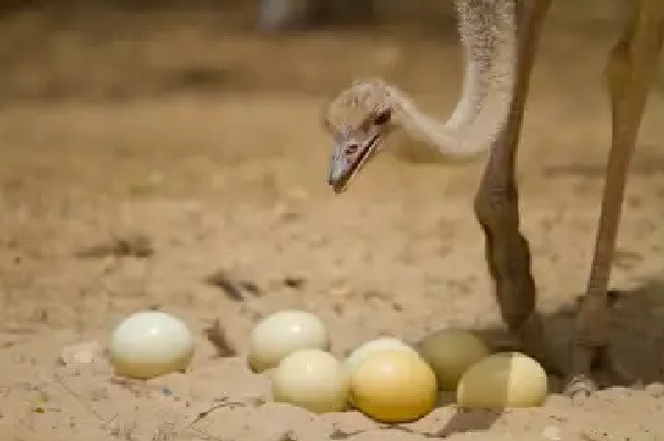 Bird Eggs (Symbolic Picture)