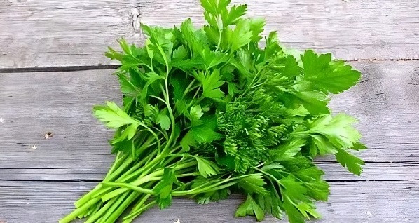 Coriander leaves