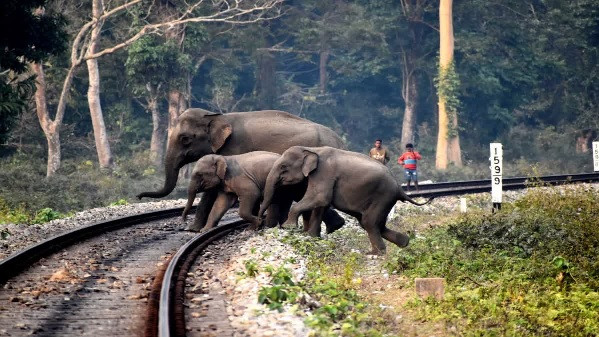 Several Elephants (Symbolic Picture)