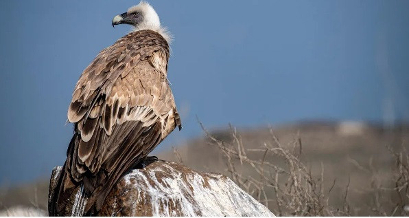 Tracker Vultures