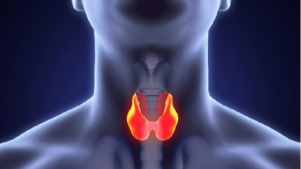 Thyroid (Symbolic Picture)