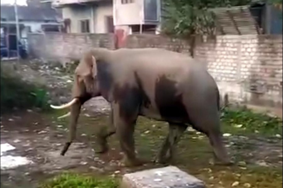 Resort damaged by elephant attacks in Alipurduar