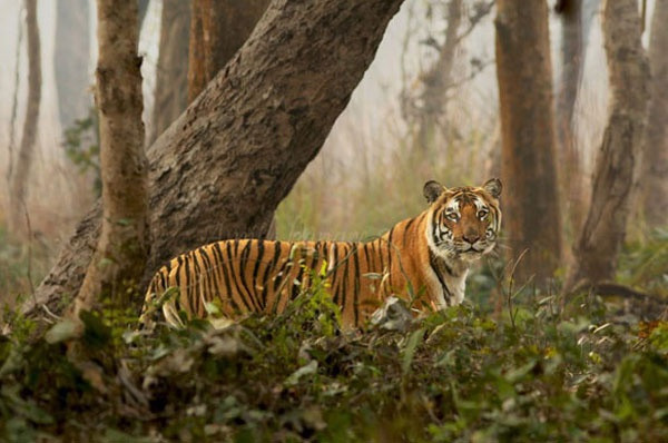 Sundarbans travel is expensive from 1st September