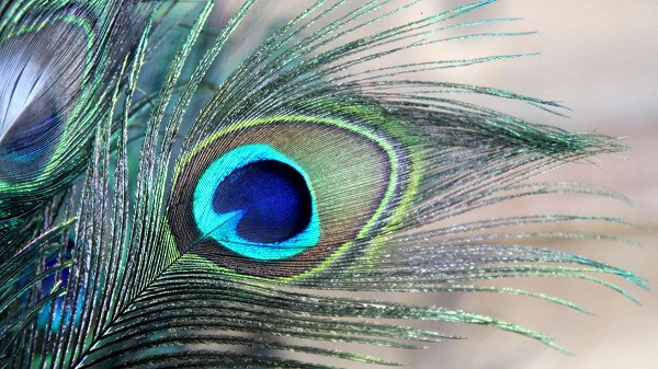 Peacock feather