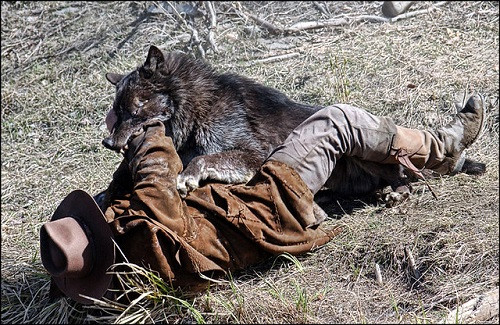 wolves attack (symbolic picture)