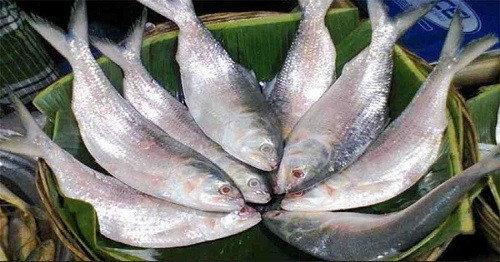 hilsa fish (symbolic picture)