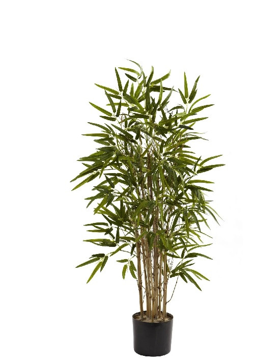 Bamboo tree (Symbolic Picture)