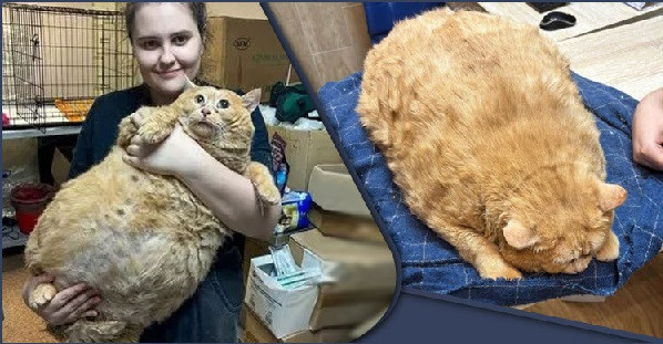 Heaviest Cat (Symbolic Picture)