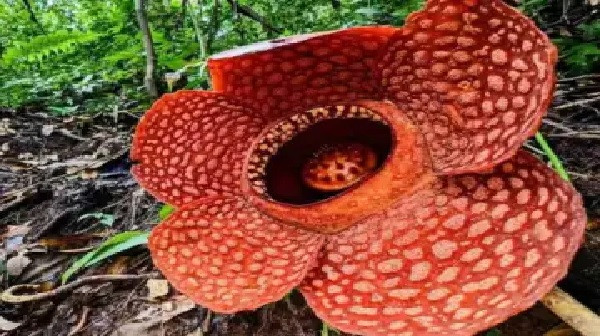 Biggest Flower (Symbolic Picture)