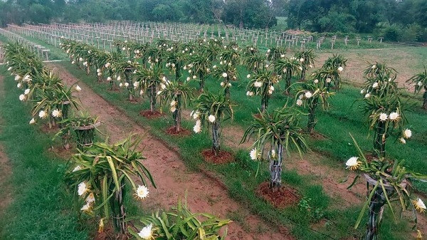 Jeeban Rana of Himachal made a living by growing dragonfruit