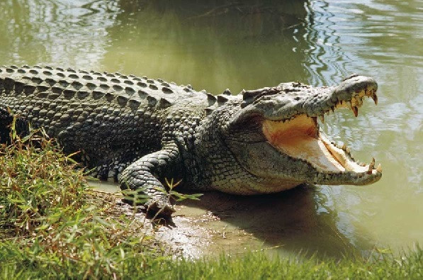 Crocodile