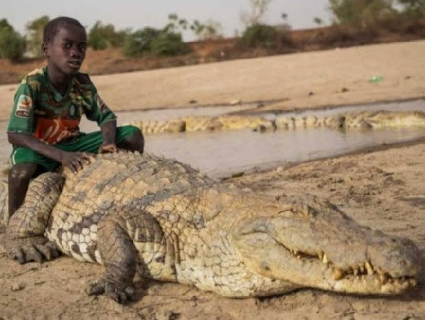 Biggest Crocodile (Symbolic Picture)