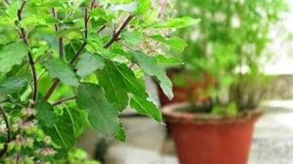 Tulsi Plant (Symbolic Picture)