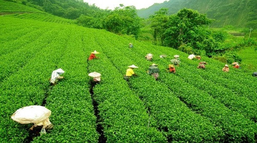 Darjeeling's tea garden