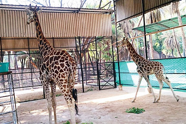 A pair of giraffes have been sent from Alipore to Nandankanan in Odisha