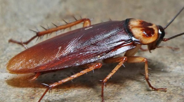 Cockroach