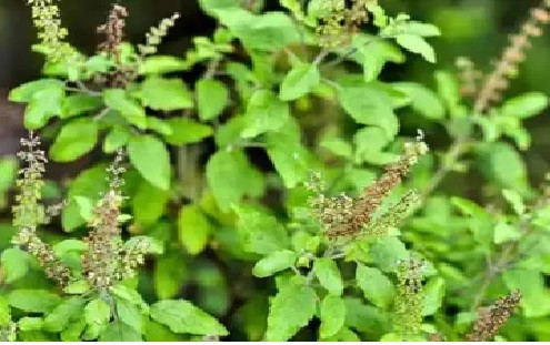 Tulsi Manjari