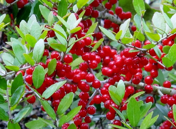 Himalayan Redberry