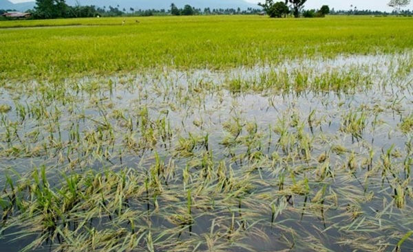 Collection of paddy is starting from the farmers at subsidized price