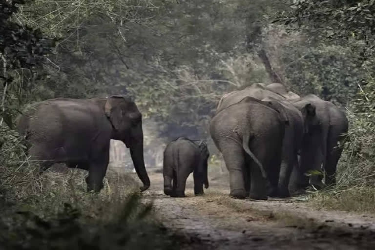 The bomb blast in Gariabande injured the elephant, the authorities are looking for the poachers