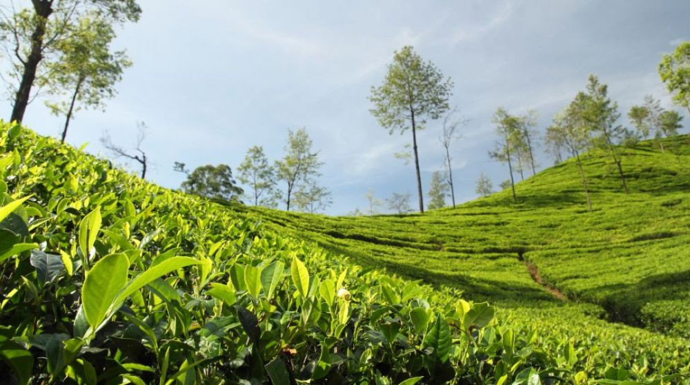 Visit this tea garden in Sikkim before winter