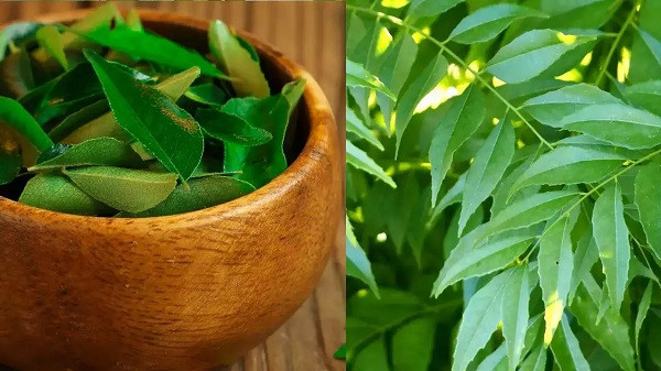 Drinkingwater curry leaf  cures disease