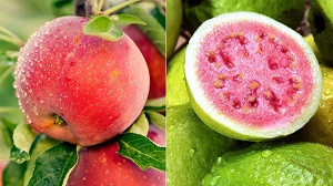 Apple-Guava (Symbolic picture)