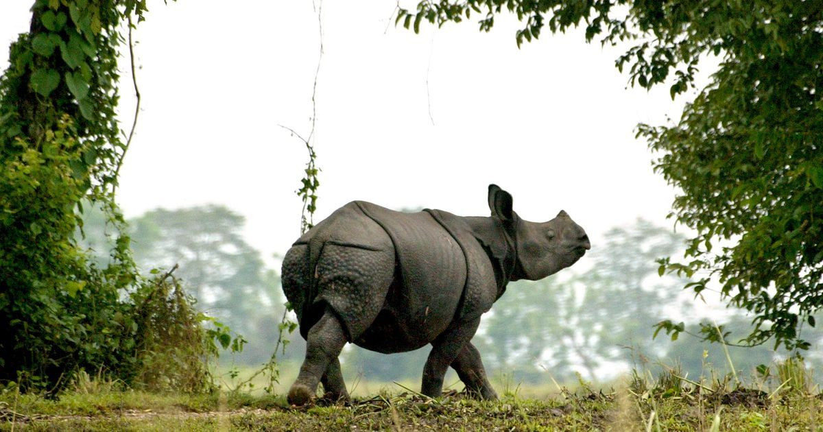 Rhino came to the locality, forest department returned to the forest in Alipurduar