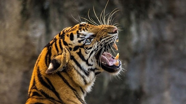 Tiger caged in Maypeeth, Royal Bengal was caught by goat bait