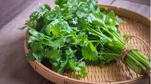 Coriander