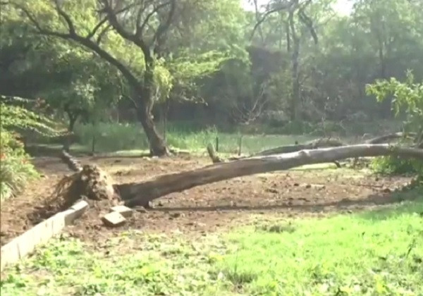 A tree uprooted in delhi