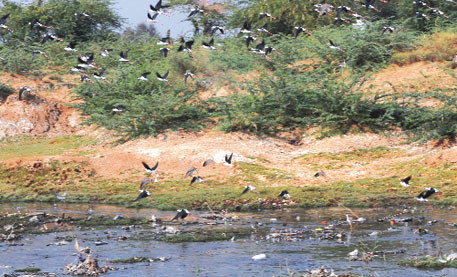 Jojari river pollution