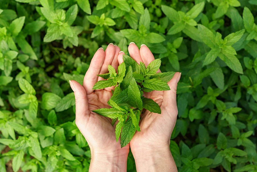 Tulsi leaves