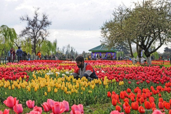 Srinagar's Tulip Garden