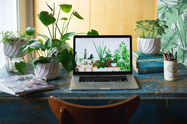 Office Desk Plants