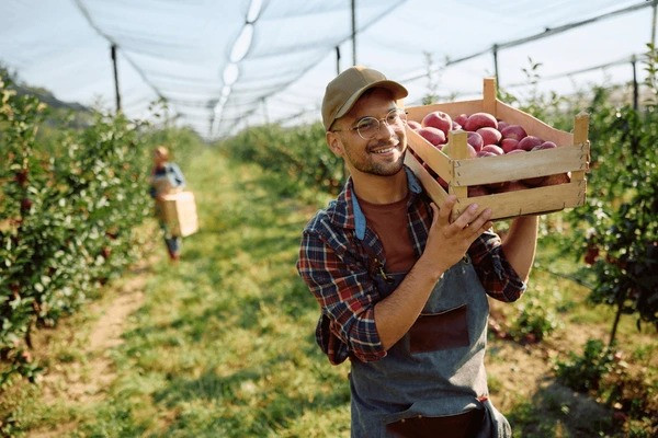 Apple farmers are happy