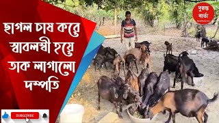 Goat Farming