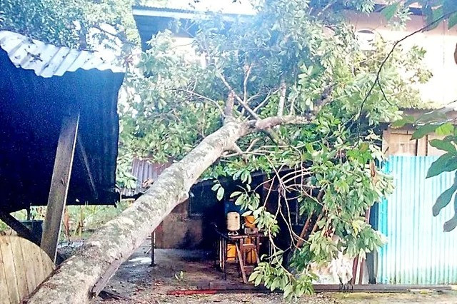 Ancient banyan tree falls in Rangamati
