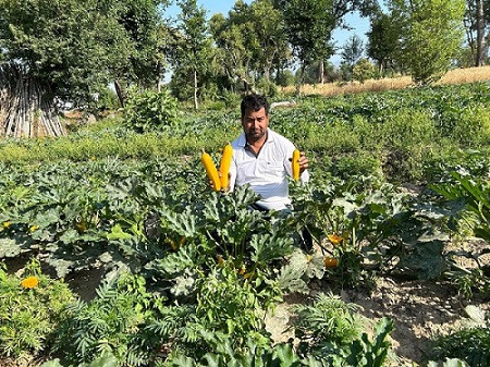 Yellow squash makes debut in Kangra valley