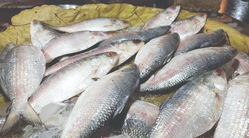 Digha- Hilsa-Ilish