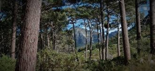 "Even if there are no mountain trees like pines or oaks