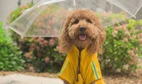 raincoat for your pet
