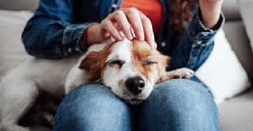 Are you petting your pet too much?